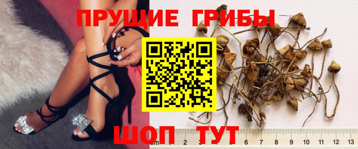 Тосно  Галлюциногенные грибы прущие грибы  Вход с VPN  Галлюциногенные грибы Cubensis 